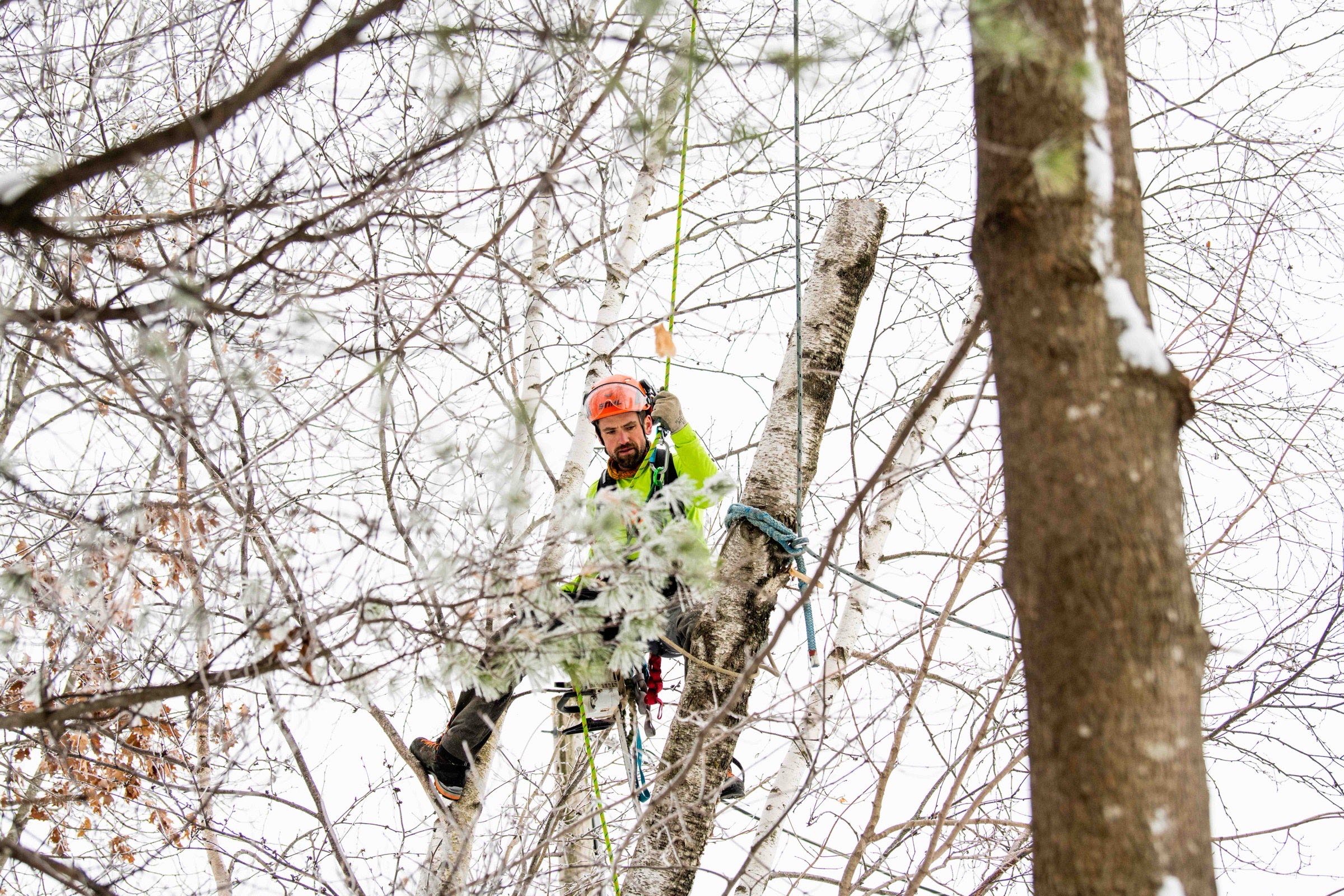 Tree Loving Care project 1