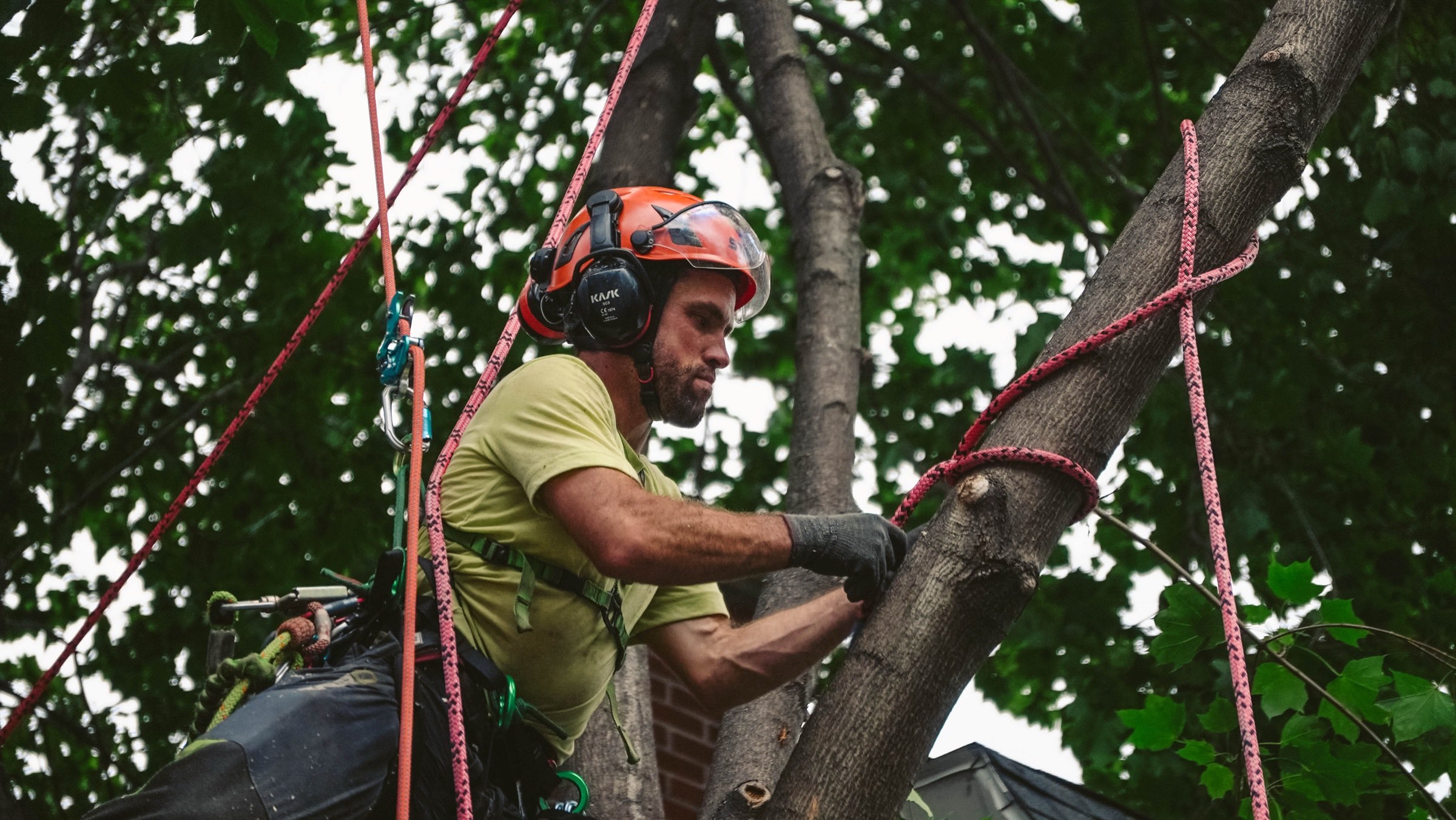 Tree Loving Care project 6