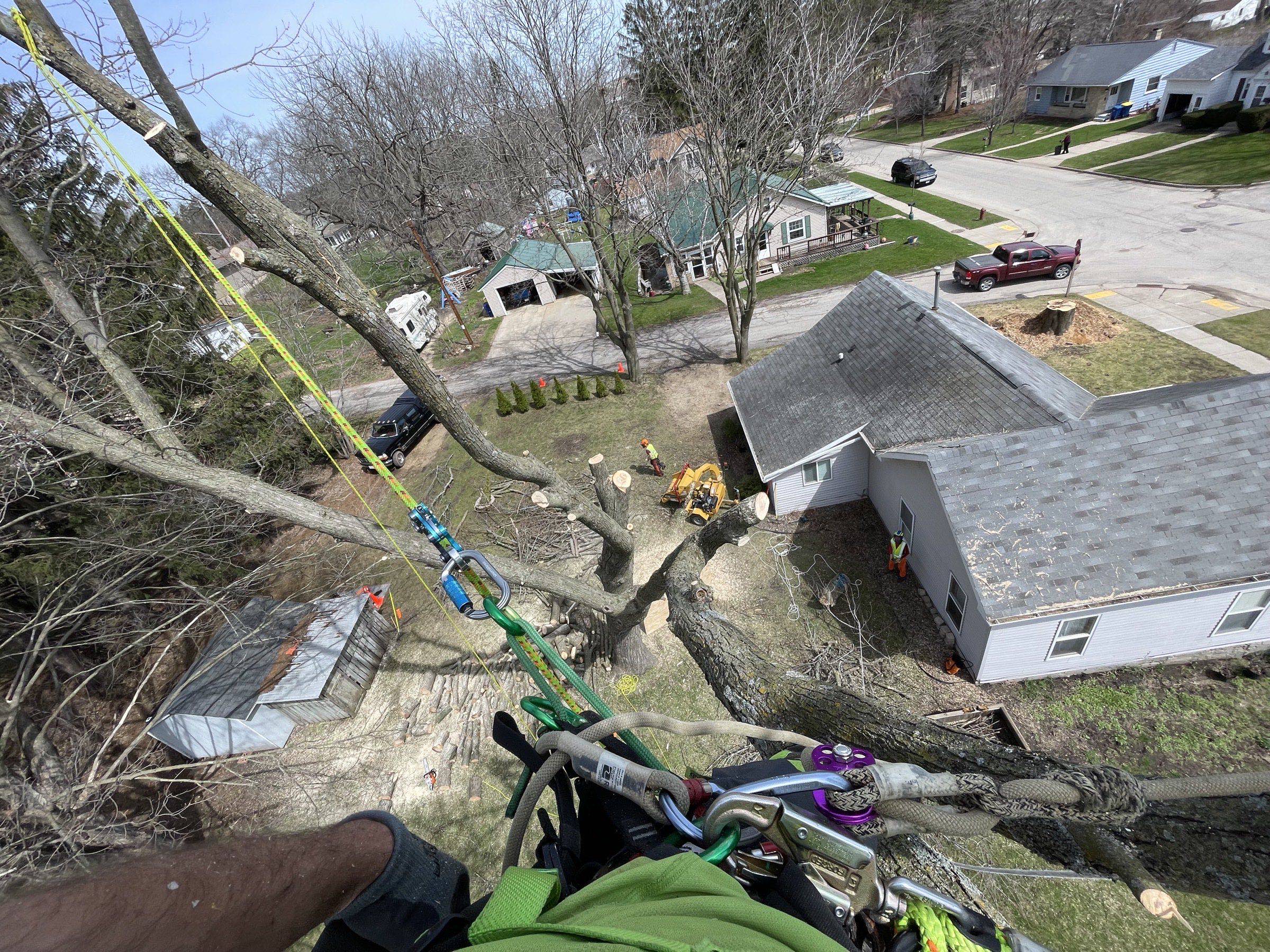 A large bare tree leaning over a Wisconsin home