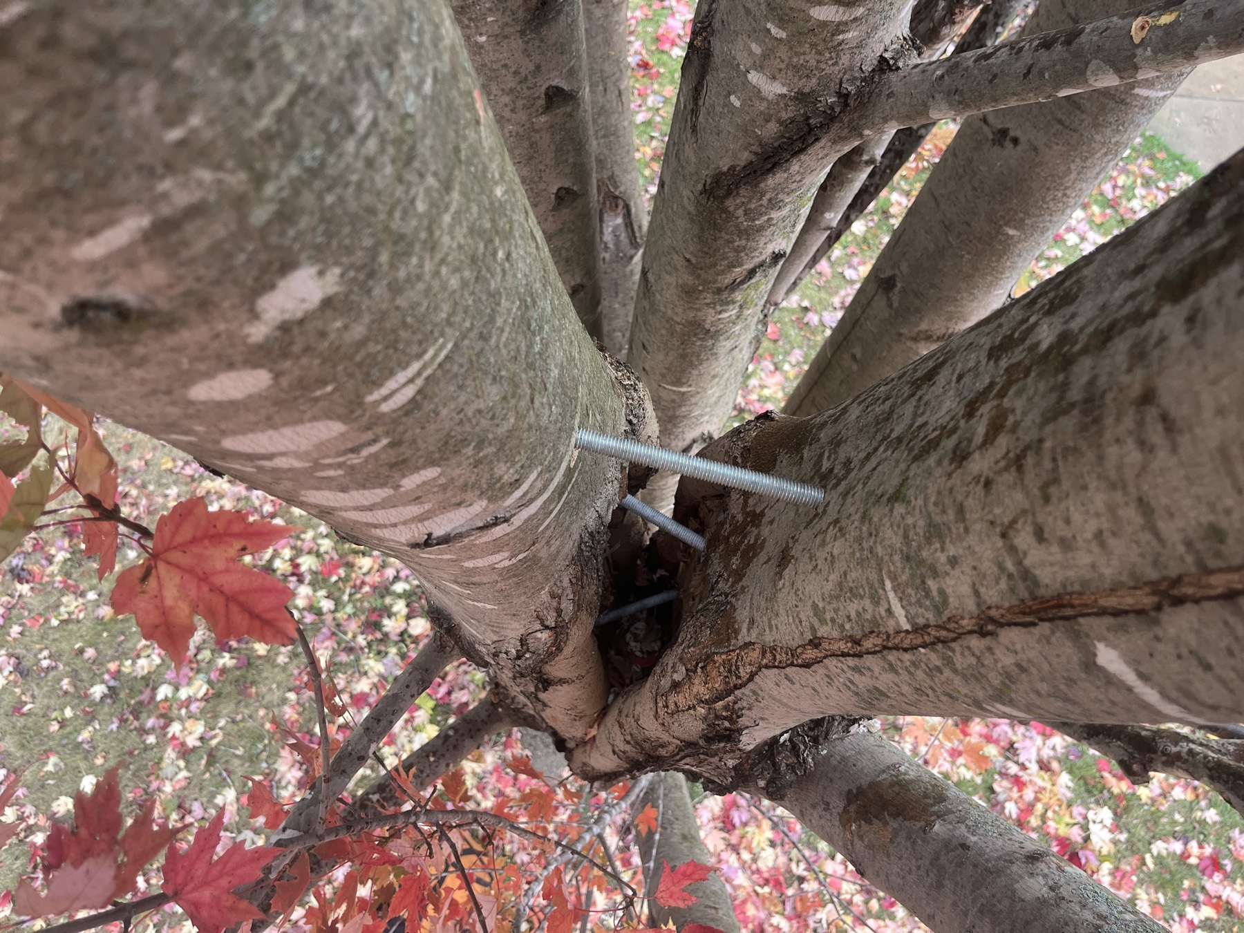 Tree Support Systems